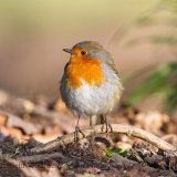 Cock Robin