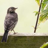Juvenile Pied Wagtail