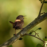 Wren.