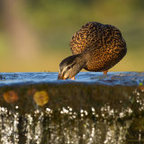 Mallard Hen