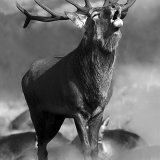 King of the Hill