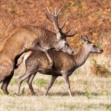 Rut 1.