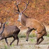 Rut 2.