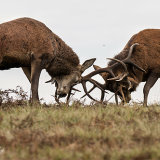 Stags and Stamina.
