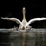 Mum of Five.