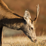 Red Deer Buck