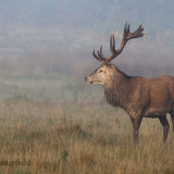 Red Deer Stag, he has a harem of about 20 ladies who are happy to hang around him.