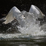 Wild Goose Chase.
