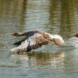 Greylag Geese