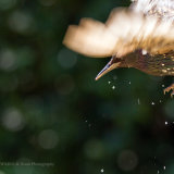 Starling!
