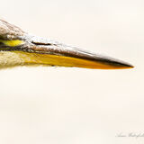 Beak of the Year.