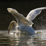 Splashdown!