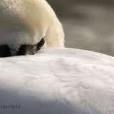 Forty Winks on the Water