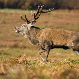 Red Deer Stag retutning to Harem