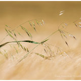 Wind - Blown Grass in Barley