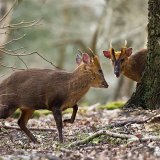 Muntjac Bucks