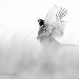 The Display (Black& White)