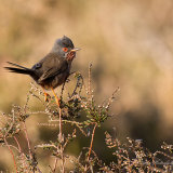 Dartford Warbler