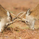 Red Deer Bucks