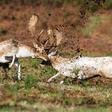 Battle of the Fallow Stags.