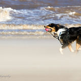 Sandstorm 4.