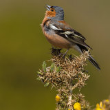 Singing a song for love!