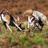 Battle of the Fallow Stags.