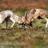 Battle of the Fallow Stags.