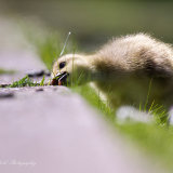 Greylag Gosling