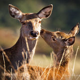 Hind and Calf.