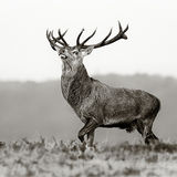 The Strut.