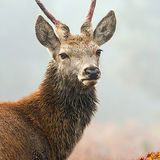 Red Deer Buck.