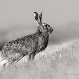Common Brown Hare