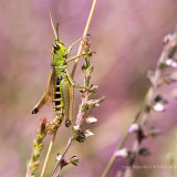 Open your Mind Grasshopper!