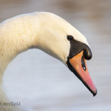 Mute Swan Portrait