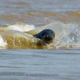 On the Crest of a Wave