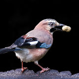 The Jay and the Monkey Nut.
