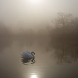 February Mist