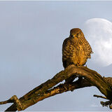 Little Kes and the Moon.
