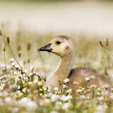 Spring is a Distant Memory.