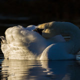 Evening LIght 1.