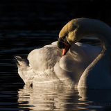 Evening Light