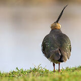 Lapwing in Colour.
