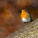 Robin and Bokeh.