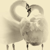 Love Is