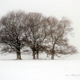 Four Trees Four Stags 1.