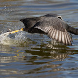 Coot Protecting Territory