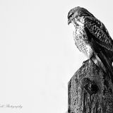 Buzzard.
