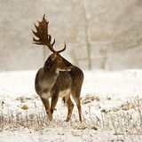 Snow 3.