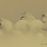 Downy Soft